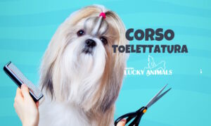 Corso di formazione per toelettatore